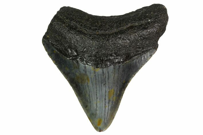 Bargain, Megalodon Tooth - North Carolina #152950